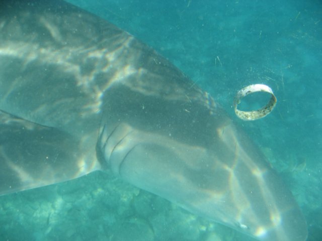 img_3096.jpg
